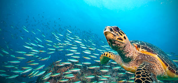 Hawksbill Sea Turtle flowing in Indian ocean, flock of fish on background